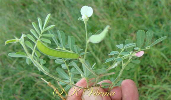  Plant